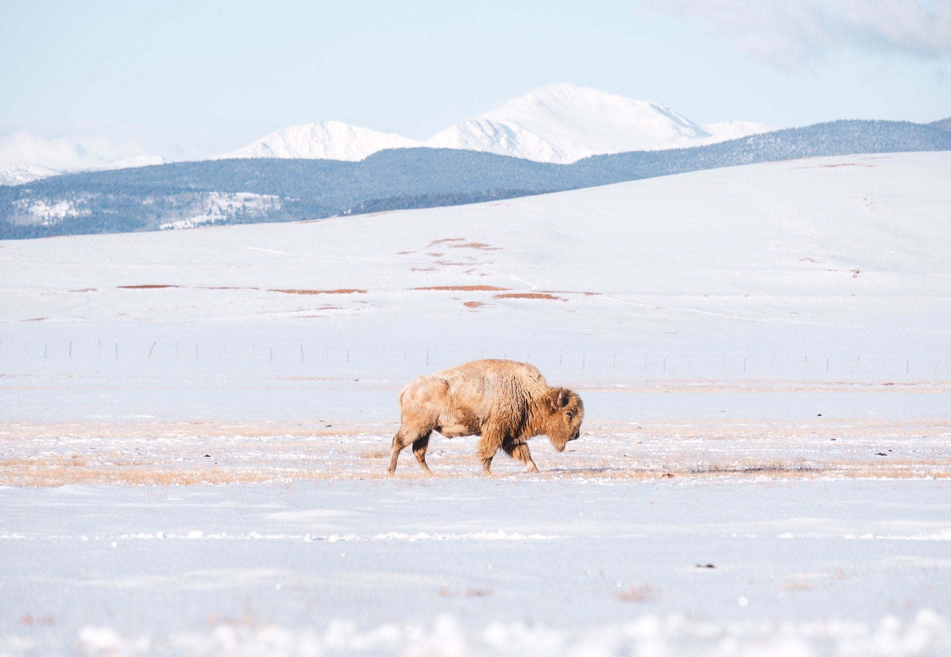 White Buffalo